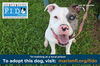 adoptable Dog in ocala, FL named ASTRO