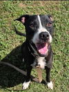 adoptable Dog in  named POPEYE