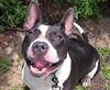 adoptable Dog in  named BUDDY