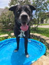 adoptable Dog in  named SHARKIE