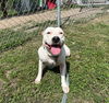 adoptable Dog in  named CORAL