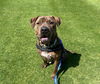 adoptable Dog in  named HUNTER