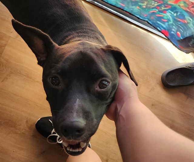 adoptable Dog in Ocala, FL named NIXIE