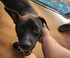 adoptable Dog in  named NIXIE