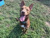 adoptable Dog in  named LOU