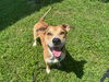 adoptable Dog in  named DRAKE