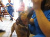 adoptable Dog in , FL named BOB ROSS