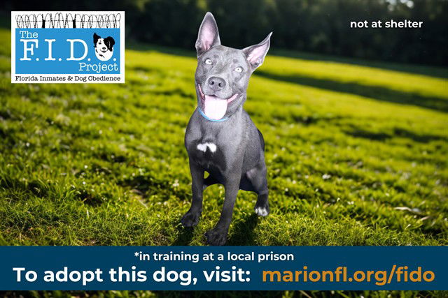 adoptable Dog in Ocala, FL named SORA