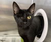 adoptable Cat in ocala, FL named TANG