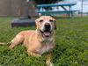 adoptable Dog in  named JAX