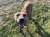 adoptable Dog in  named ORION