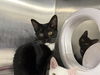 adoptable Cat in ocala, FL named BOOM