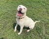 adoptable Dog in  named SHELLY