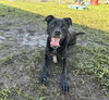 adoptable Dog in  named PANTHER BUCKWHEAT