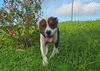 adoptable Dog in  named DEWAYNE