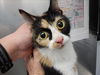 adoptable Cat in ocala, FL named CALI