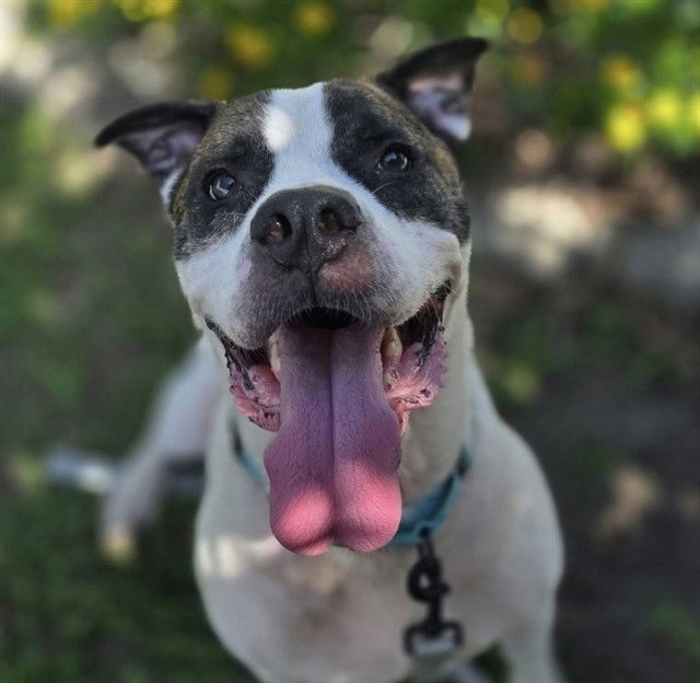 adoptable Dog in Ocala, FL named YOSHI