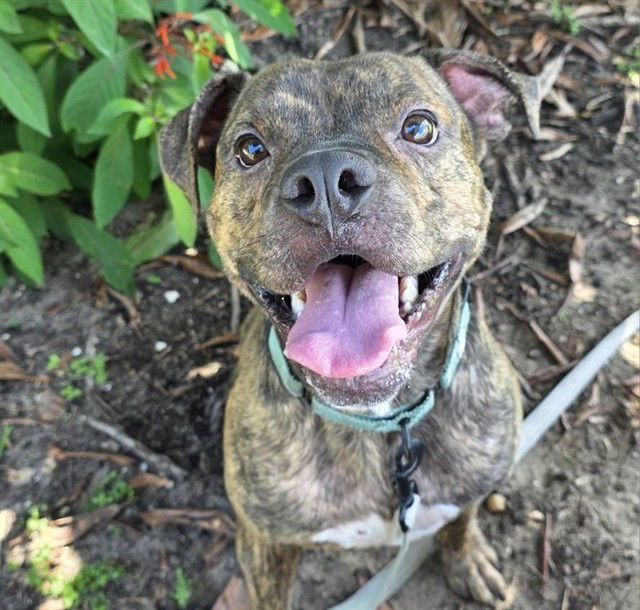 adoptable Dog in Ocala, FL named BISCOTTI