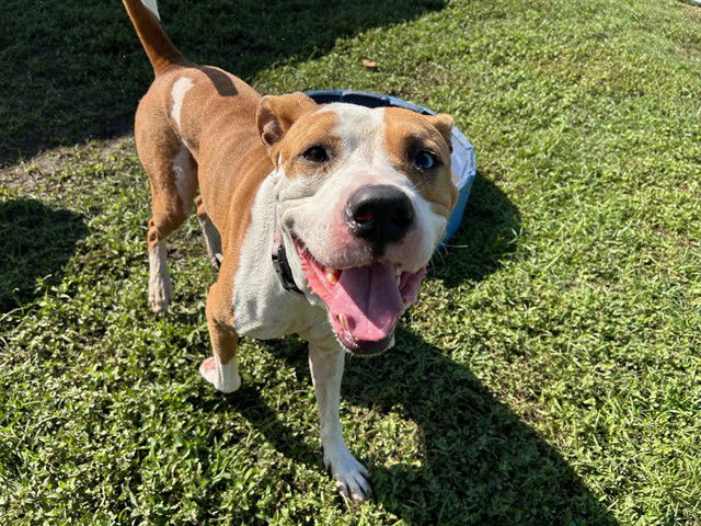 adoptable Dog in Ocala, FL named MAX