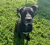 adoptable Dog in  named ZION