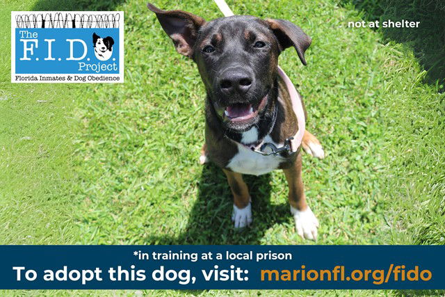 adoptable Dog in Ocala, FL named DIPPER