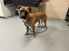 adoptable Dog in , FL named BLOOM