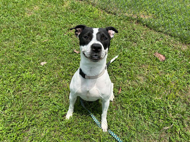 adoptable Dog in Ocala, FL named BROOKIE