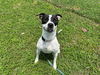 adoptable Dog in  named BROOKIE