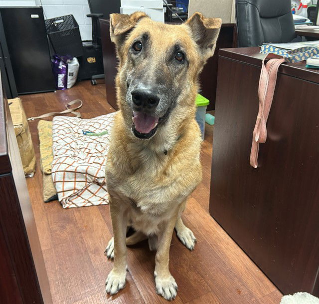 adoptable Dog in Ocala, FL named KING MURPHEY