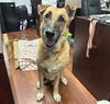adoptable Dog in  named KING MURPHEY