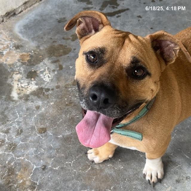 adoptable Dog in Ocala, FL named BUDDY