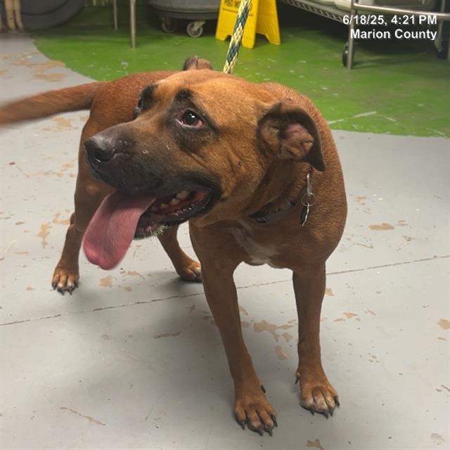 adoptable Dog in Ocala, FL named SUGAR