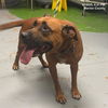 adoptable Dog in  named SUGAR