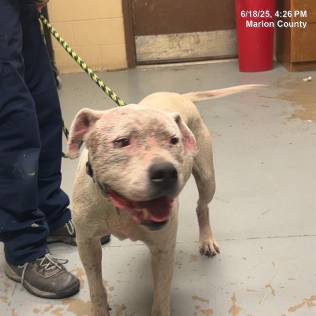 adoptable Dog in Ocala, FL named SNOWBALL