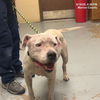 adoptable Dog in  named SNOWBALL