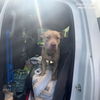 adoptable Dog in  named BREEZE