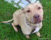adoptable Dog in ocala, FL named BREEZE