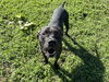 adoptable Dog in  named ANGELO