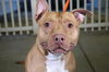 adoptable Dog in  named ROSS