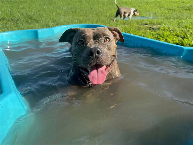 adoptable Dog in Ocala, FL named DELILAH