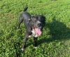 adoptable Dog in  named CARDOZ