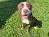 adoptable Dog in  named CINNAMON