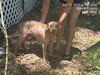 adoptable Dog in  named CELLO