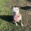 adoptable Dog in  named LAMB CHOP
