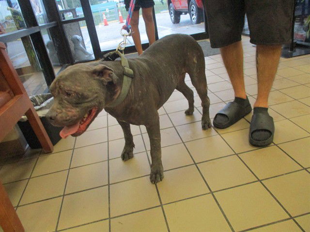 adoptable Dog in Ocala, FL named SAUSAGE