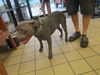 adoptable Dog in  named SAUSAGE