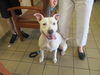 adoptable Dog in  named SUMMER