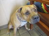 adoptable Dog in  named LUCCI