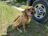 adoptable Dog in  named POPSICLE