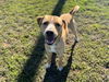 adoptable Dog in  named HILFIGER